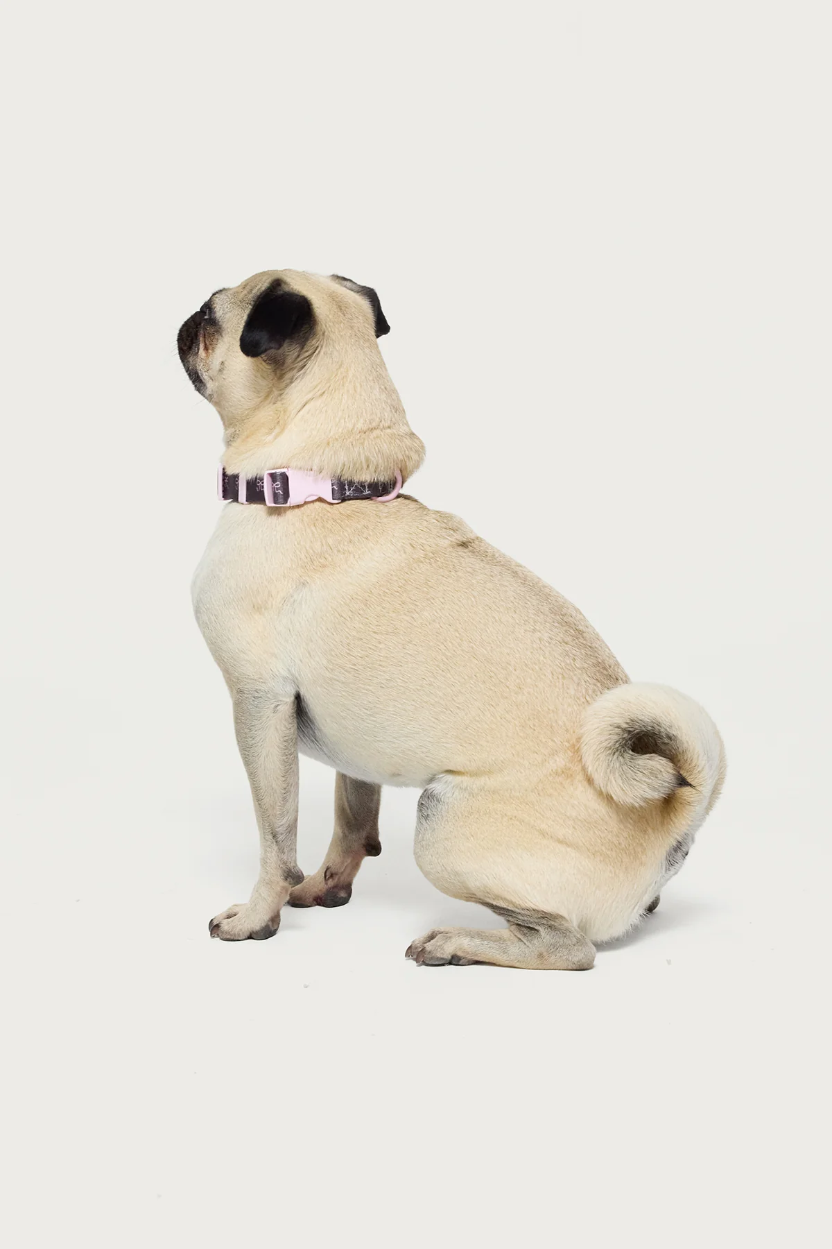 Bonney Bow Pet Collar - Image 3
