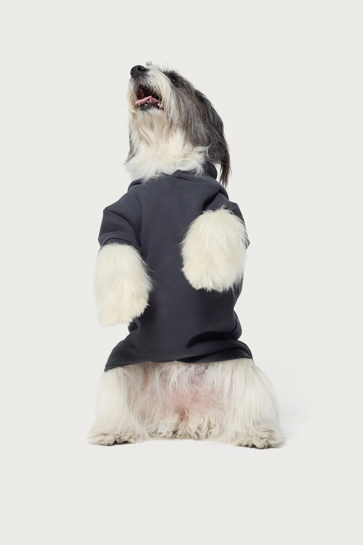 Bonney Bow Pet Hoodie - Image 3