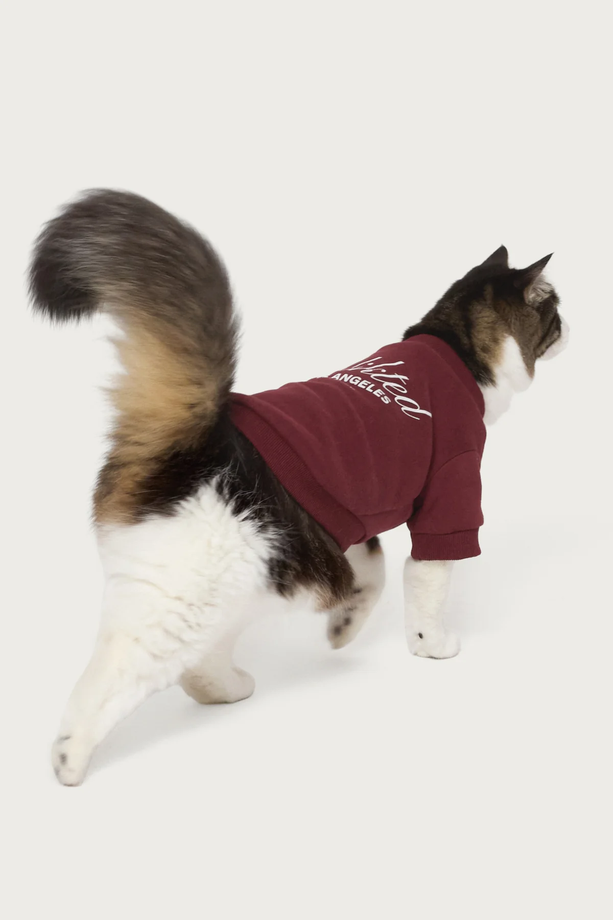 Get Edikted Pet Sweatshirt - Image 2