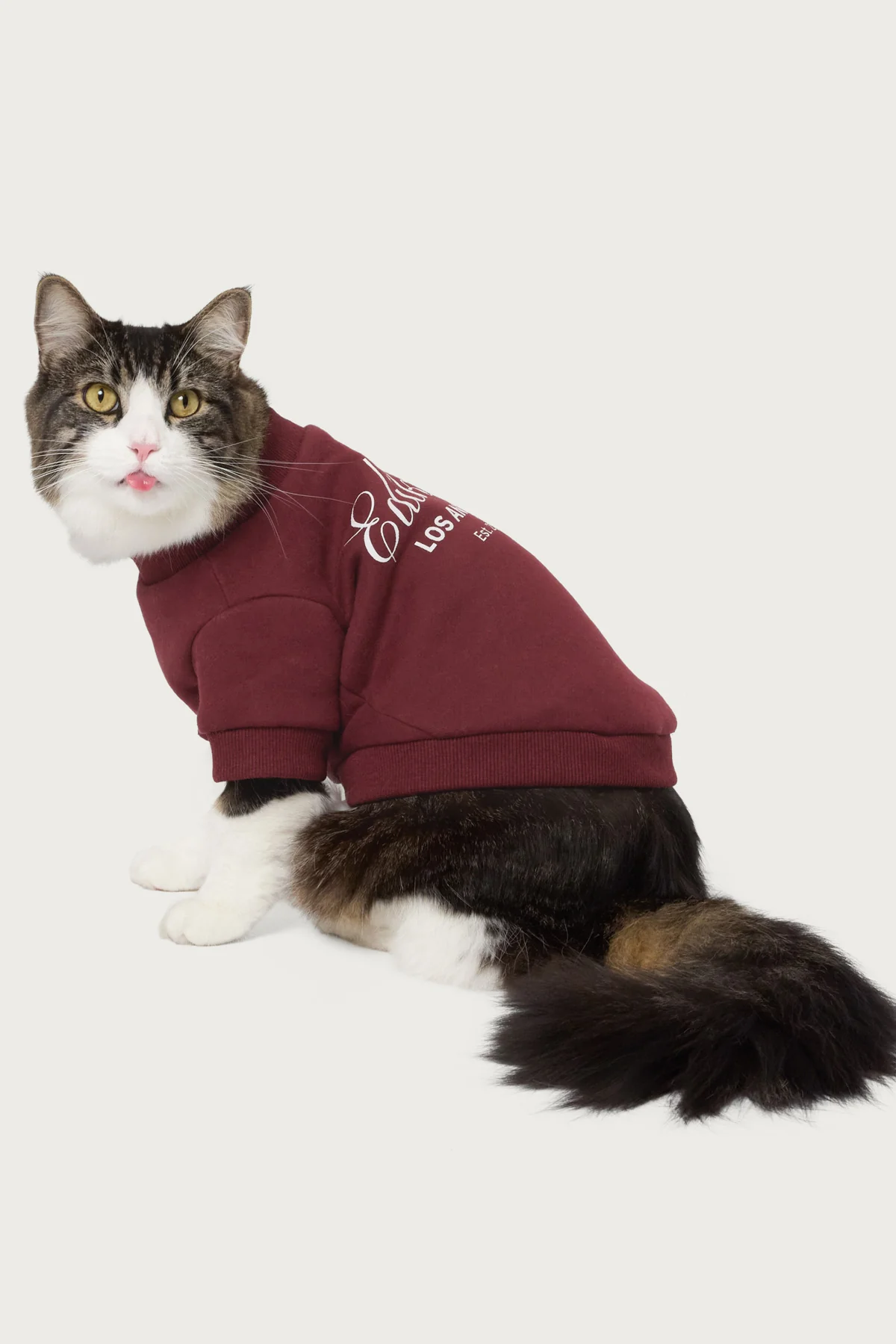 Get Edikted Pet Sweatshirt - Image 4