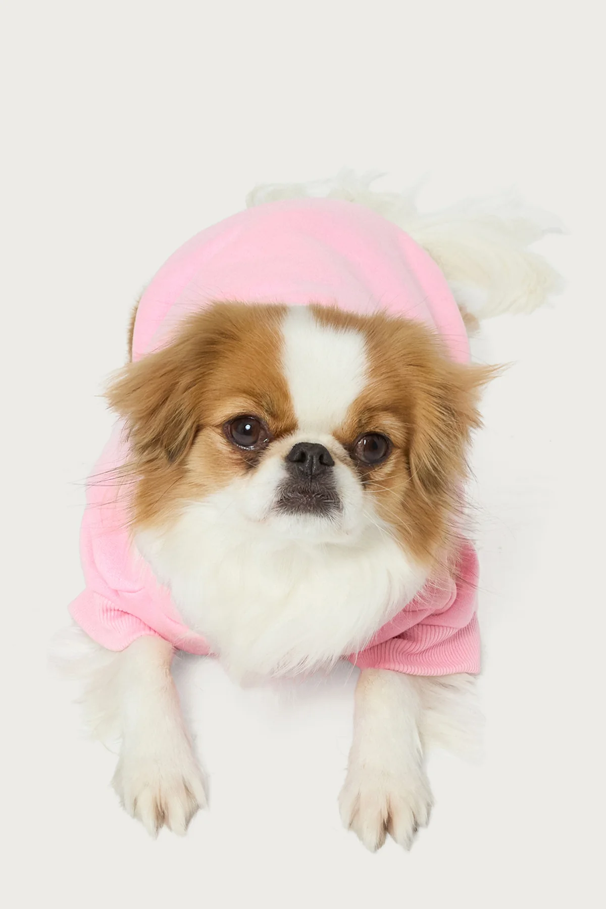 Totally Edikted Pet Hoodie - Image 4
