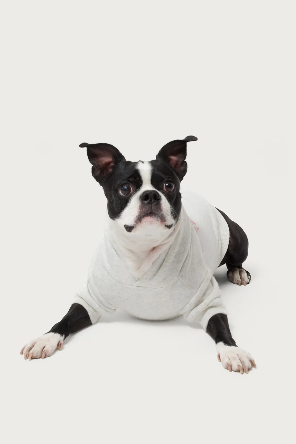 Sasha Bow Detail Pet Hoodie - Image 4